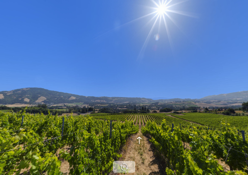 Inside Vineyard